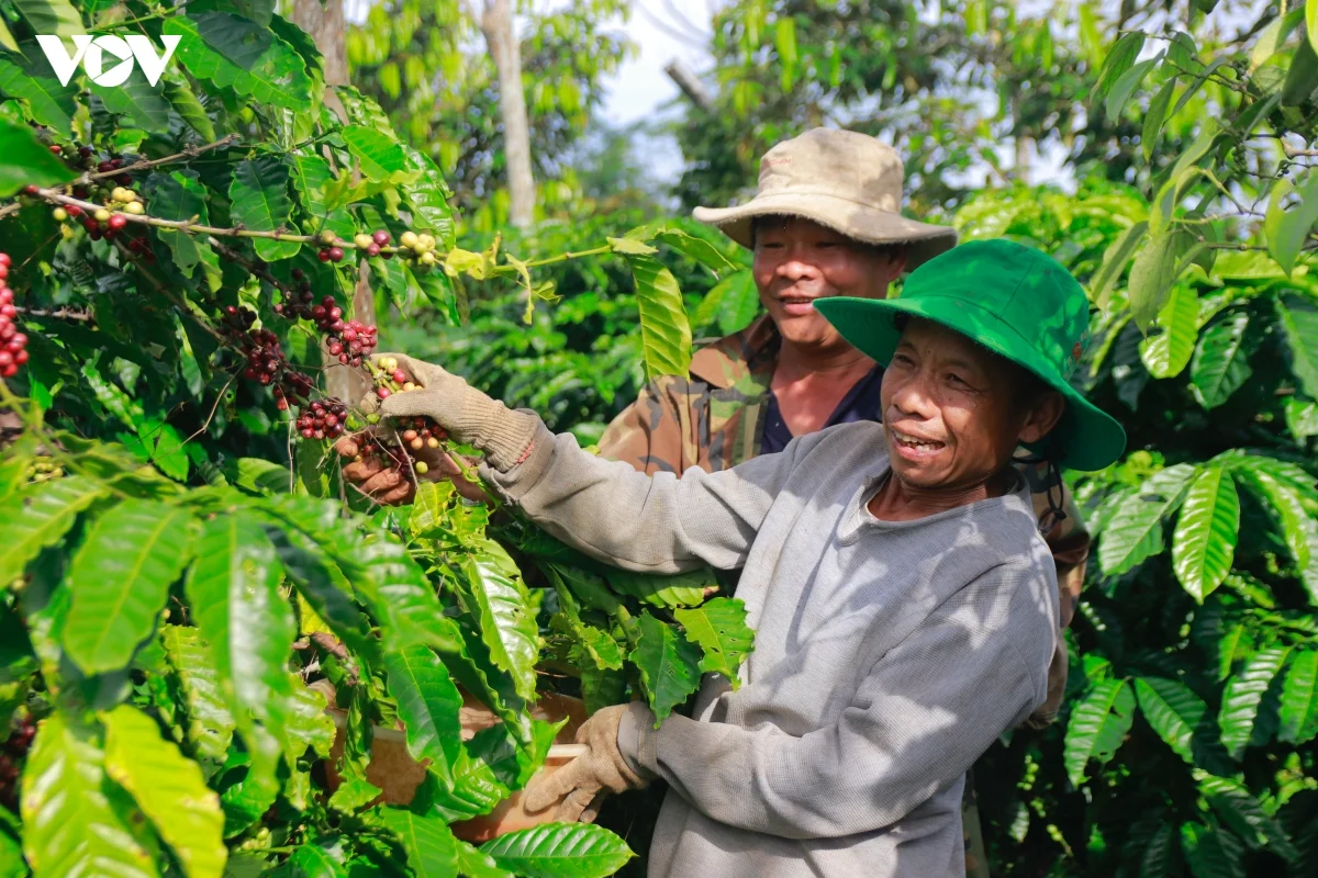 Giá cà phê hôm nay 29/10: Giá cà phê trong nước ổn định, thế giới giảm